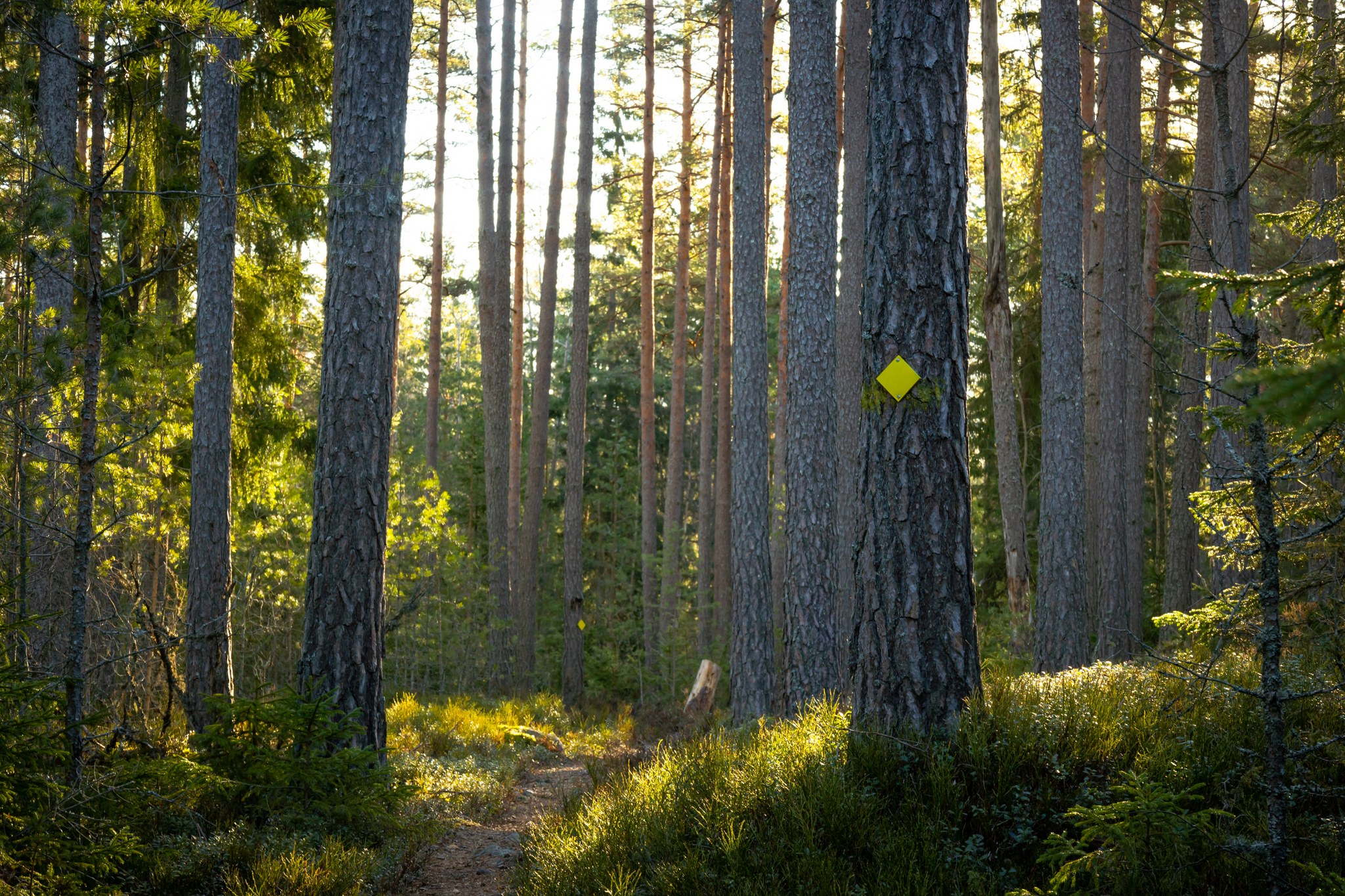 ymp-rist-ja-ilmastoty-kemi-nsaari