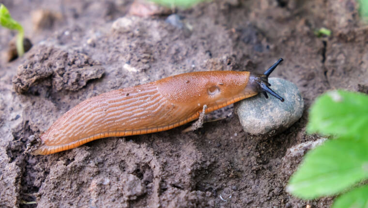 Spanish slug Arion vulgaris snail crawls along a garden ground,